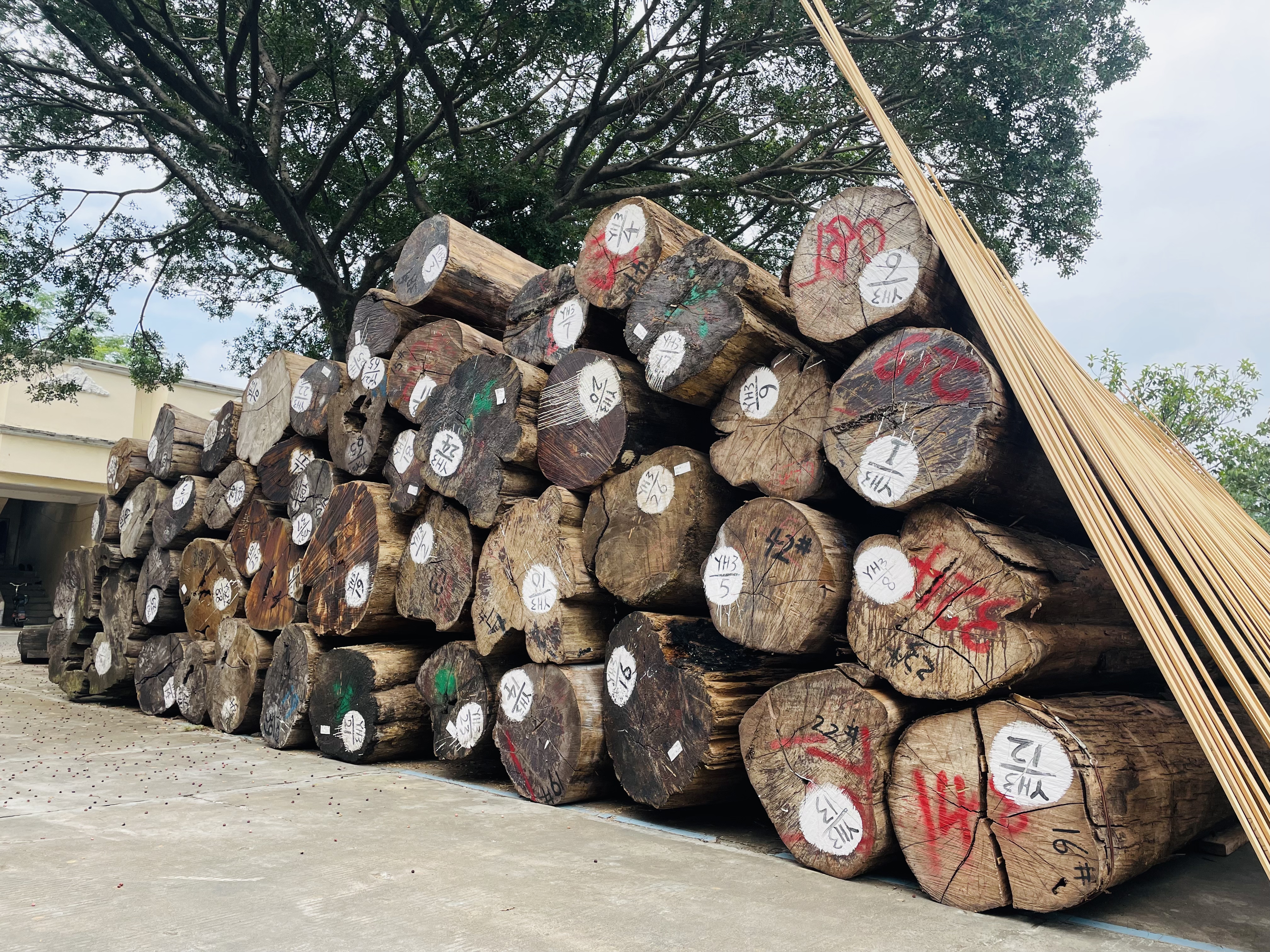 Materia prima Legno di teak in tronchi di teak birmano