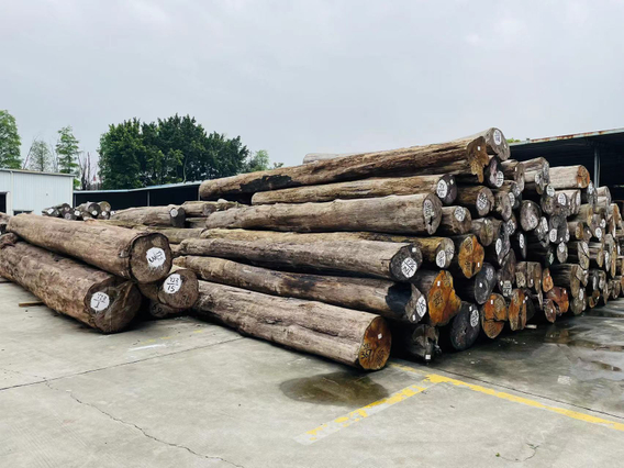 Tronchi di Teak Myanmar importati non fessurati