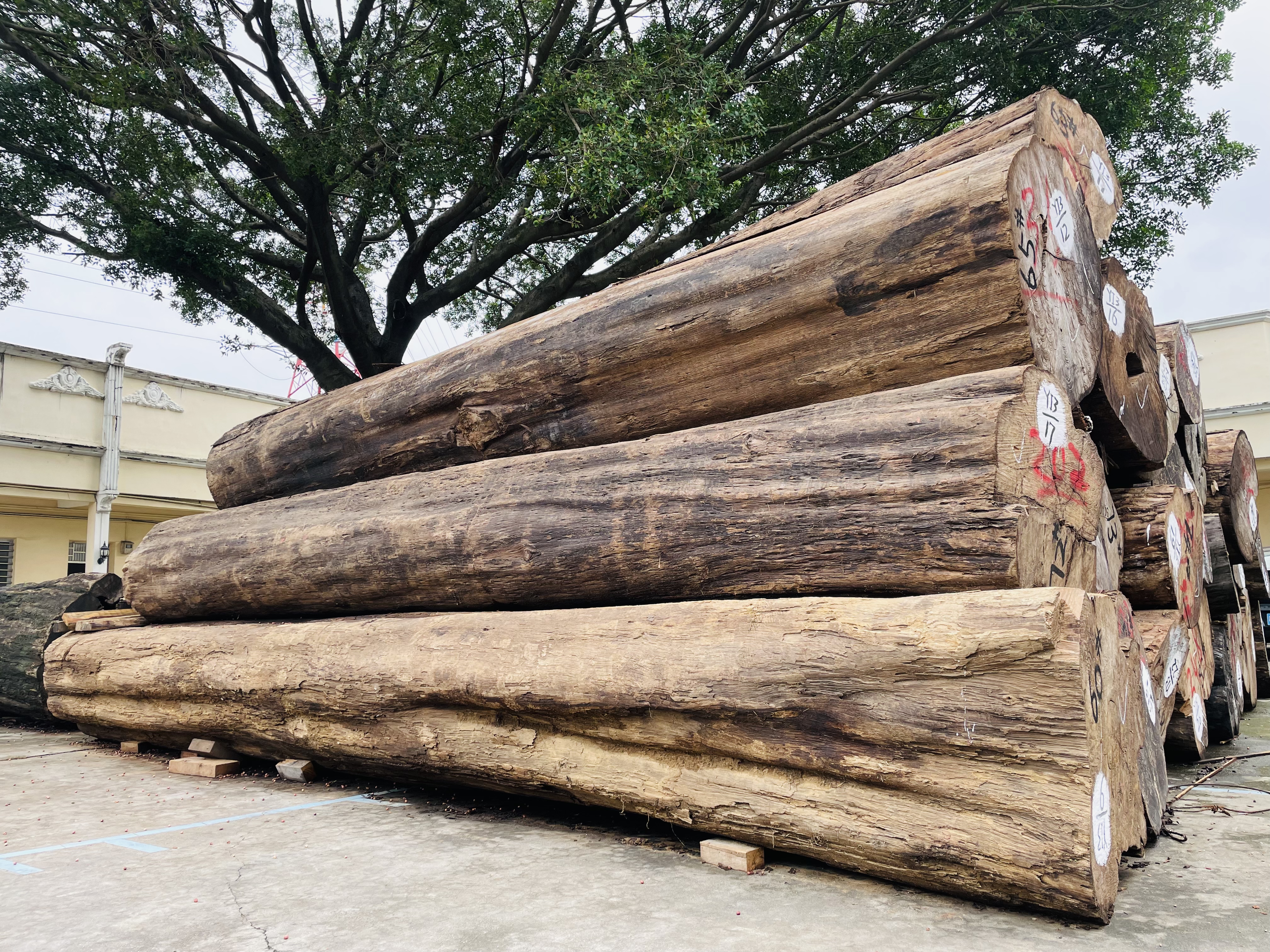 Materia prima Legno di teak in tronchi di teak birmano